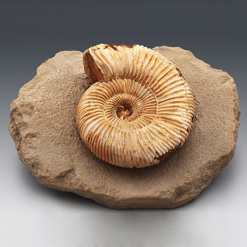 암모나이트 전시용화석(Ammonite)