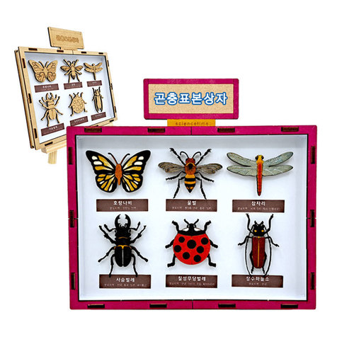 곤충 표본 상자 만들기 / 학습용 브로마이드 제공