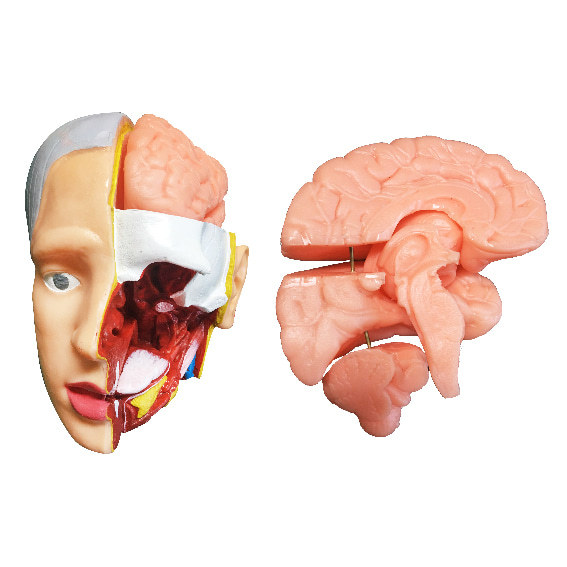 뇌 모형(5쪽분리 / 고무재질 파손안됨)