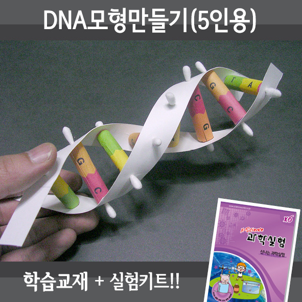 DNA모형만들기(5인세트)
