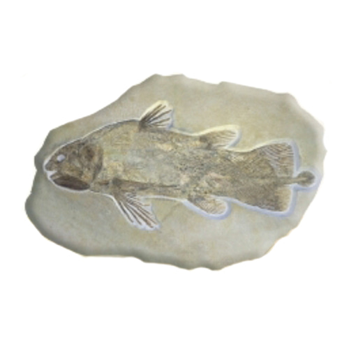 물고기 화석모형(보관케이스 포함)