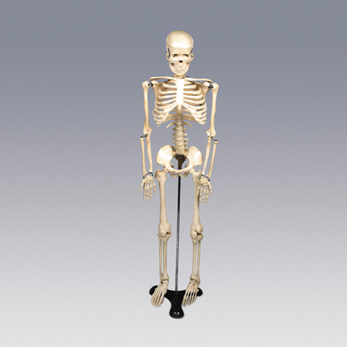 인체골격모형(중형-칼라無)