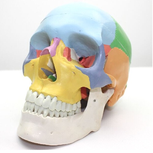 인체 두개골 모형(1:1)