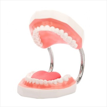 인체 대형 치아 모형(25cm)