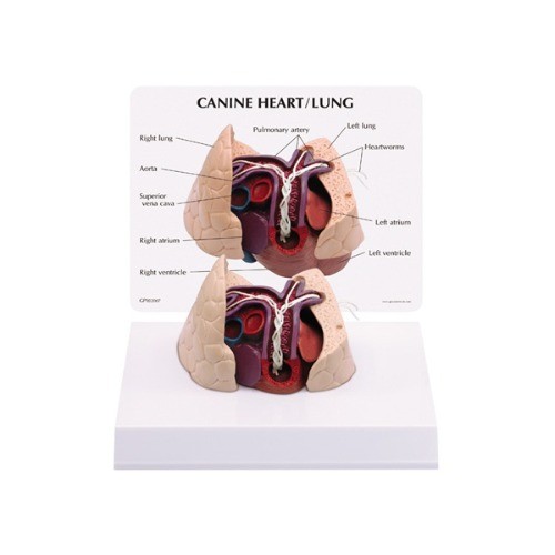 Canine heart and lung with geartworm - 사상충에 감영된 개의 심장과 폐