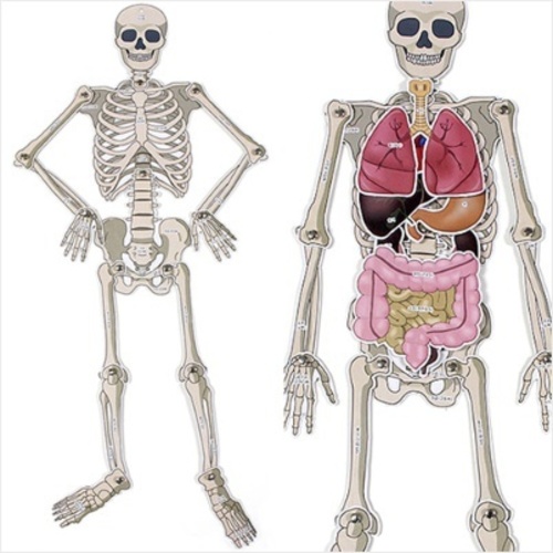 인체골격 내부장기모형