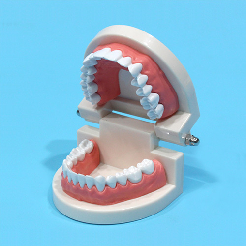 인체 치아 모형(1대1)