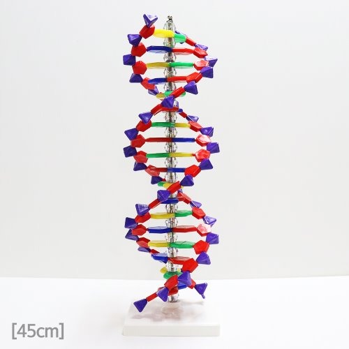 DNA 모형(45cm)
