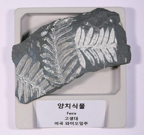 초등 전시용 화석 - 양치식물