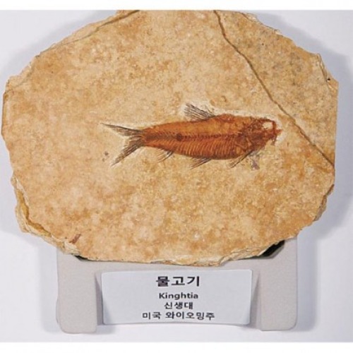 초등 전시용 화석 - 물고기