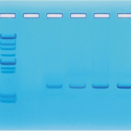 PCR 실험세트