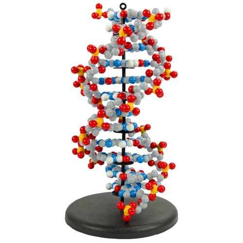 자석식 다이나믹 DNA RNA 모형, 6 베이스