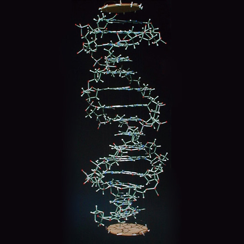 DNA 미니트프로뷰모델