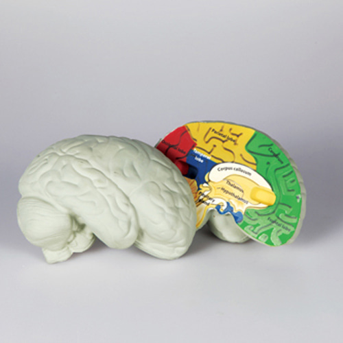 뇌의구조모형(단면)
