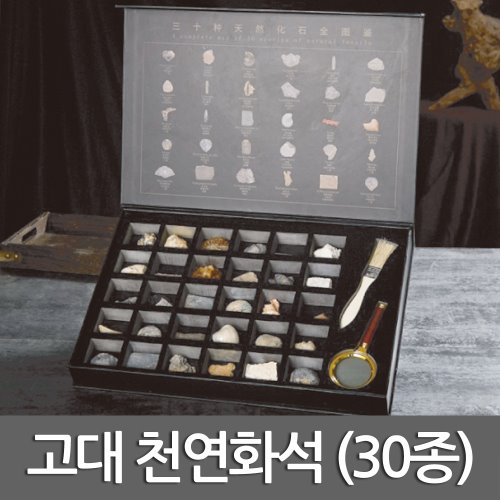 고대 천연화석(30종)