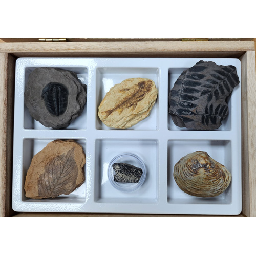 교과서에 나오는 초등 화석 6종 B