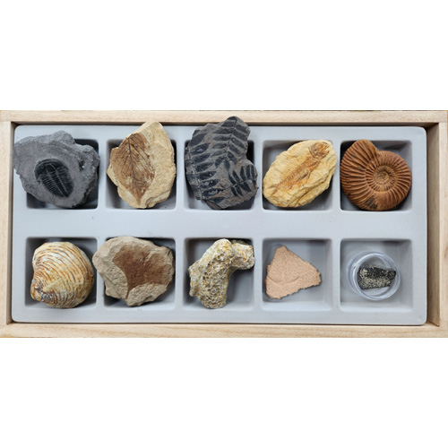 교과서에 나오는 초등 화석 10종