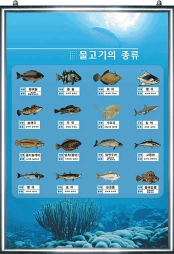 물고기의 종류