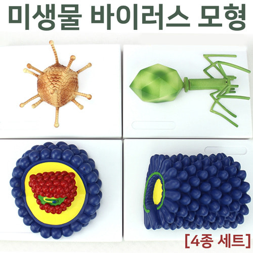 미생물 바이러스 모형(4종 세트)