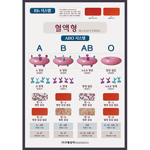혈액형차트(10매1조)