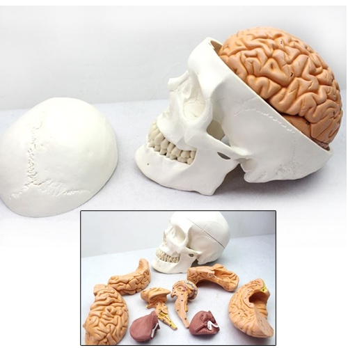인체 두개골&amp;뇌 모형(8pcs&amp;1:1)
