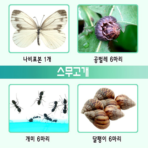 주변의동물 - (달팽이, 나비, 공벌레, 개미)