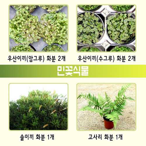 민꽃식물(우산이끼, 솔이끼, 고사리)
