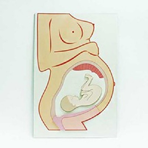 임신과 출산판