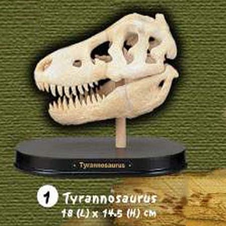 공룡두개골발굴 - 티라노사우루스(대형)