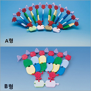 몰리모드 RNA 단백질 분해 효소 키트 A형 (24 염기쌍 RNA 모형)
