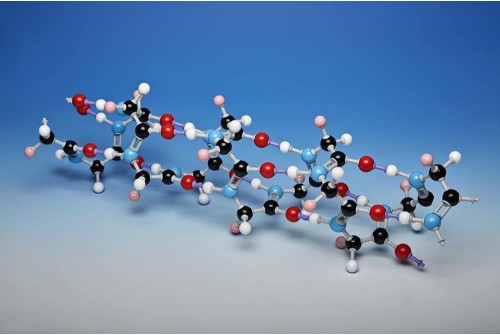 몰리모드 알파 헬릭스 프로틴 개방형 분자 구조 모형 (15 펩타이드 그룹)