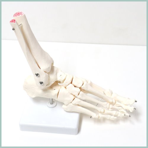 인체 발 관절 모형