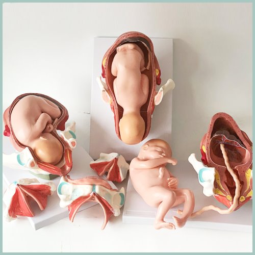 인체 태아출산 3단계 모형