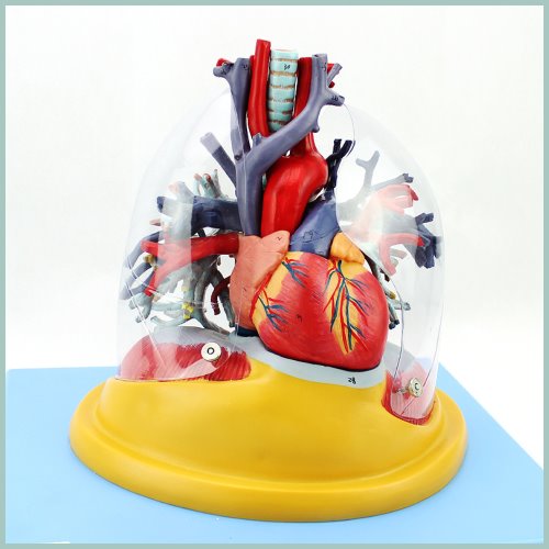 인체 심장 폐 기관지 모형