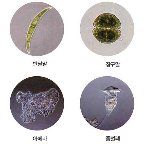 물에 사는 다양한 생물 프레파라트 4종1조 (반달말, 장구말, 아메바, 종벌레 / CHINA)