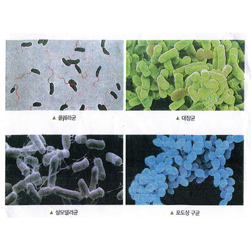 여러가지 세균프레파라트 4종1조 (콜레라균, 대장균, 살모넬라균, 포도상구균 / CHINA)