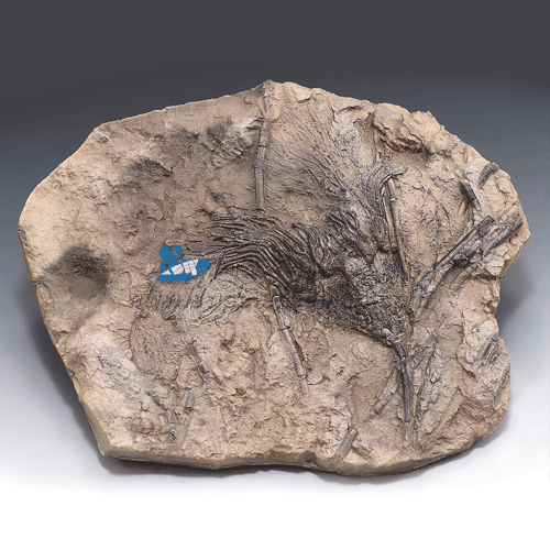 바다나리(해백합)화석