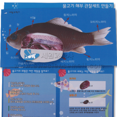 물고기 해부 관찰세트 만들기(5인용)