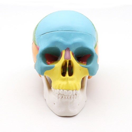 인체 소형 두개골 모형(색칠형)10cm