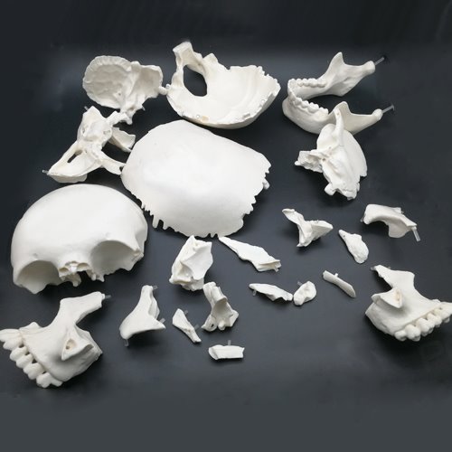 인체 두개골 분리 모형(22pcs)