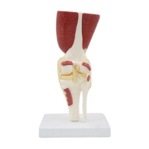 무릎 관절 근육과 인대 모형(1:1)