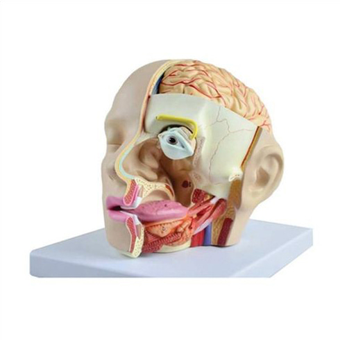 인체 감각기관 모형(분리조립식)