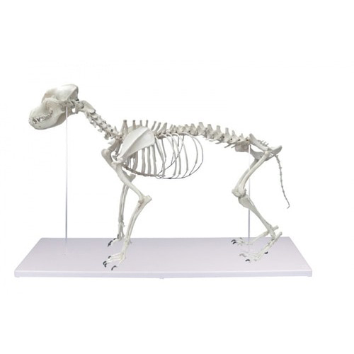 개 골격 모형 - Dog Skeleton 실제크기