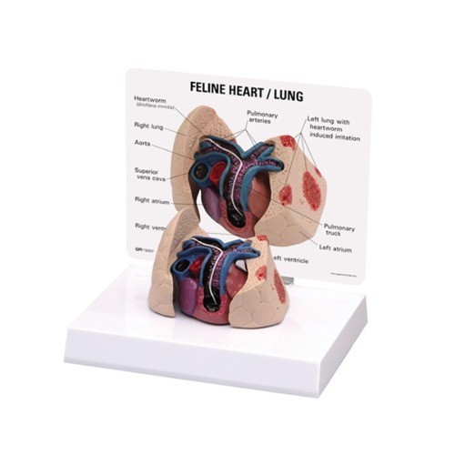 Feline heart &amp; Lung - 고양이 심장 &amp; 폐