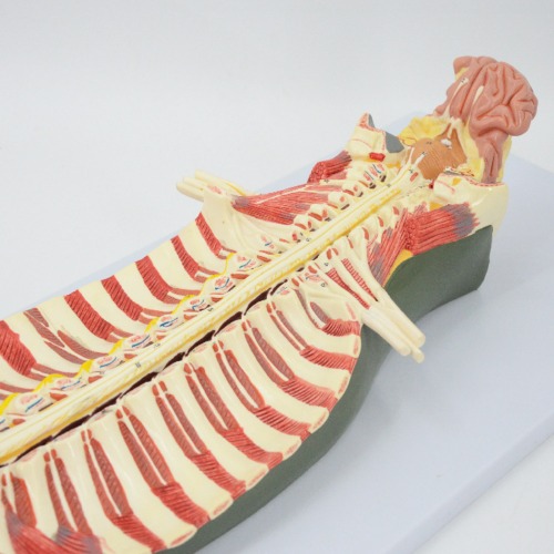 인체 척수 및 척수신경 모형